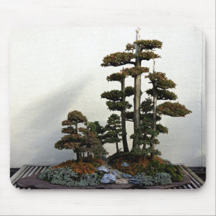 Chinese Juniper Bonsai Trees Muismat