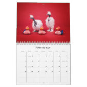 Chinese kalender voor Silkie en Showgirl (Feb 2026)