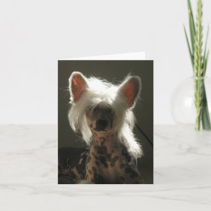 Chinese kreupelhond kaart