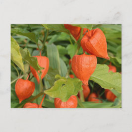 Chinese Lantaarns (Physalis alkekengi) Briefkaart
