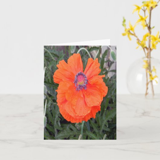 Chinese papaver... kaart (Gele Bloem)