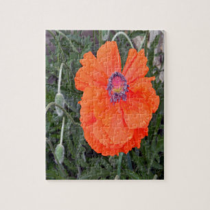 Chinese papaver.... legpuzzel