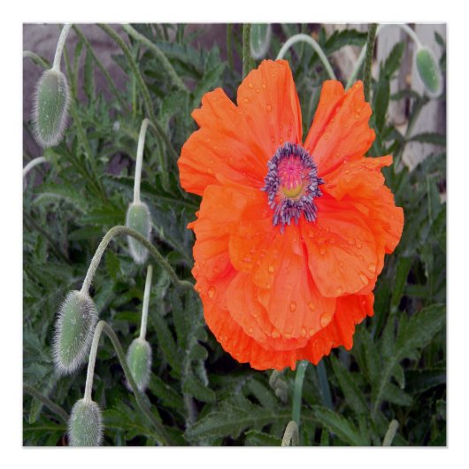 Chinese papaver.... perfect poster (Voorkant)