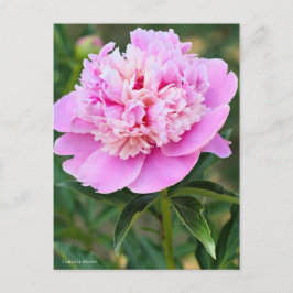 Chinese Peony [Postcard] ポストカード Briefkaart