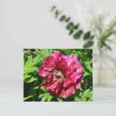 Chinese pony-bloem briefkaart (Staand voorkant)