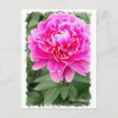 Chinese pony [Briefkaart] ポ ス カ ー ド Briefkaart (Voorkant)