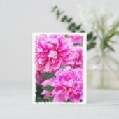 Chinese pony [Briefkaart] ポ ス カ ー ド Briefkaart (Staand voorkant)