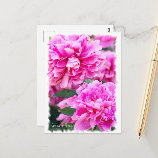 Chinese pony [Briefkaart] ポ ス カ ー ド Briefkaart (Voorkant / Achterkant in situ)