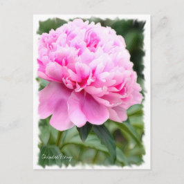 Chinese pony [Briefkaart] ポ ス カ ー ド Briefkaart