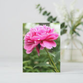 Chinese pony [Briefkaart] Briefkaart (Staand voorkant)