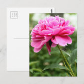 Chinese pony [Briefkaart] Briefkaart (Voorkant / Achterkant)