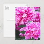 Chinese pony [Briefkaart] Briefkaart (Voorkant / Achterkant)