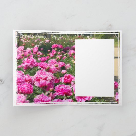 Chinese pony [Wenskaart] カ ー ド Kaart (Binnen)