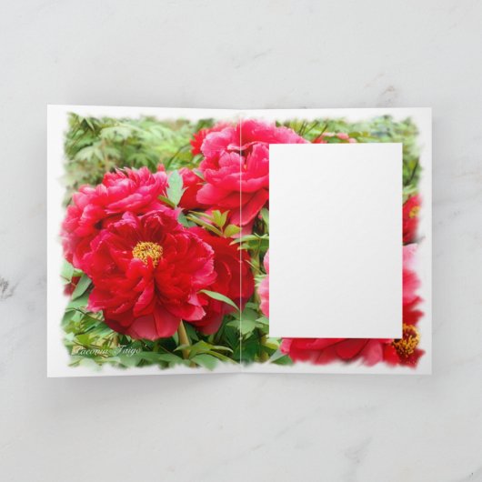 Chinese pony [Wenskaart] カ ー ド Kaart (Binnen)