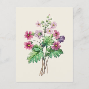 Chinese Primrose Botanische Illustratie Briefkaart