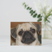 Chinese pug briefkaart (Staand voorkant)