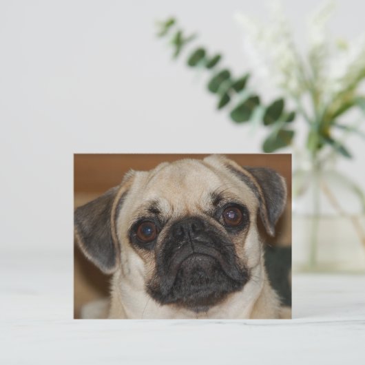 Chinese pug briefkaart (Staand voorkant)