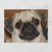 Chinese pug briefkaart (Voorkant)