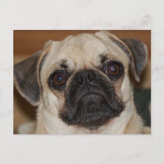 Chinese pug briefkaart (Voorkant)