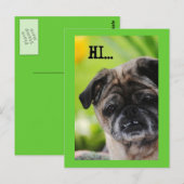 Chinese Pug Dog Hi Briefkaart (Voorkant / Achterkant)