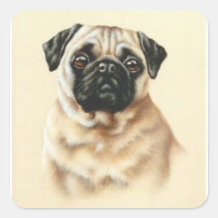Chinese pug vierkante sticker