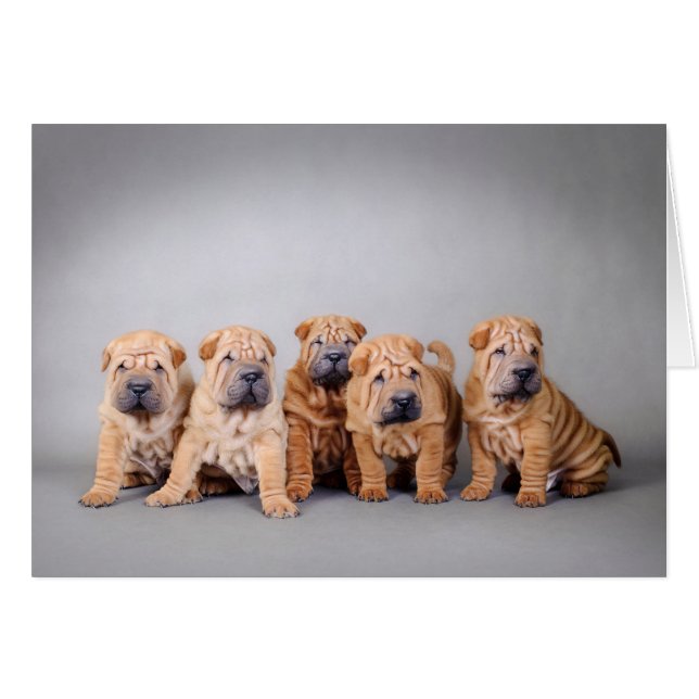 Chinese puppies met Shar pei (Voorkant Horizontaal)