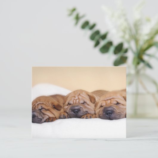 Chinese puppies met Shar pei Briefkaart (Staand voorkant)
