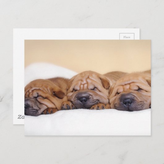 Chinese puppies met Shar pei Briefkaart (Voorkant / Achterkant)