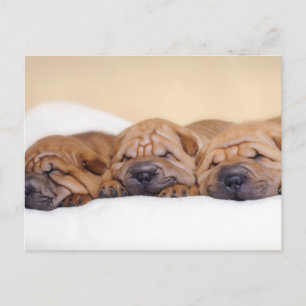 Chinese puppies met Shar pei Briefkaart
