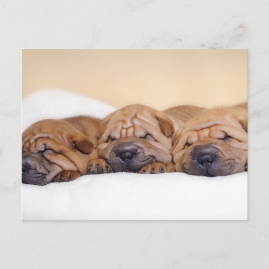 Chinese puppies met Shar pei Briefkaart (Voorkant)