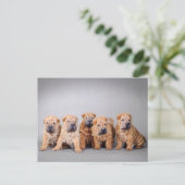 Chinese puppies met Shar pei Briefkaart (Staand voorkant)