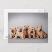 Chinese puppies met Shar pei Briefkaart (Voorkant / Achterkant)