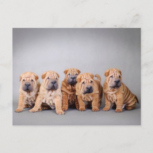 Chinese puppies met Shar pei Briefkaart (Voorkant)