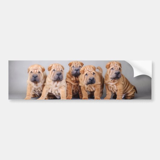 Chinese puppies met Shar pei Bumpersticker (Voorkant)
