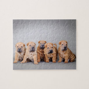 Chinese puppies met Shar pei Legpuzzel