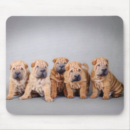 Chinese puppies met Shar pei Muismat
