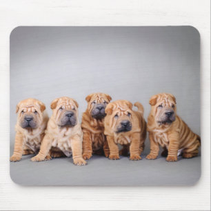Chinese puppies met Shar pei Muismat