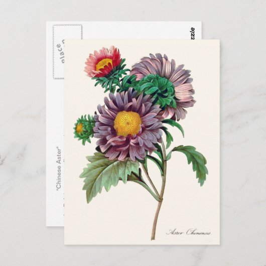 Chinese roosterbloemen briefkaart (Voorkant / Achterkant)