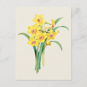 Chinese Sacred Lily door Pierre-Joseph Redoute Briefkaart