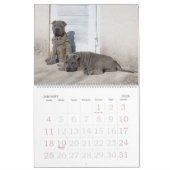 Chinese Shar Pei 15 maanden kalender (Jan 2026)