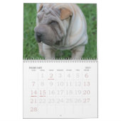 Chinese Shar Pei 15 maanden Kalender (Feb 2027)