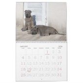 Chinese Shar Pei 15 maanden Kalender (Jan 2026)
