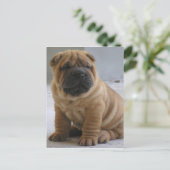 Chinese Shar Pei Briefkaart (Staand voorkant)