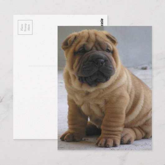 Chinese Shar Pei Briefkaart (Voorkant / Achterkant)