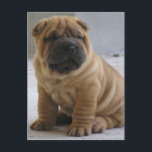 Chinese Shar Pei Briefkaart<br><div class="desc">Chinese Shar Pei</div>