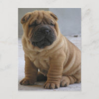 Chinese Shar Pei