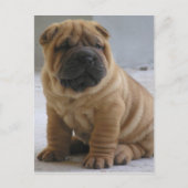 Chinese Shar Pei Briefkaart (Voorkant)