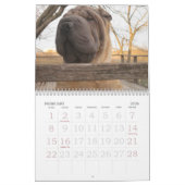 Chinese Shar-pei Calendar Kalender (Feb 2026)