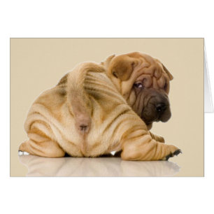 Chinese Shar-pei Puppy Dog