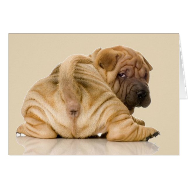 Chinese Shar-pei Puppy Dog (Voorkant Horizontaal)